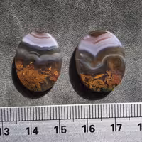 جفت شجر ناب سه قلعه خاص