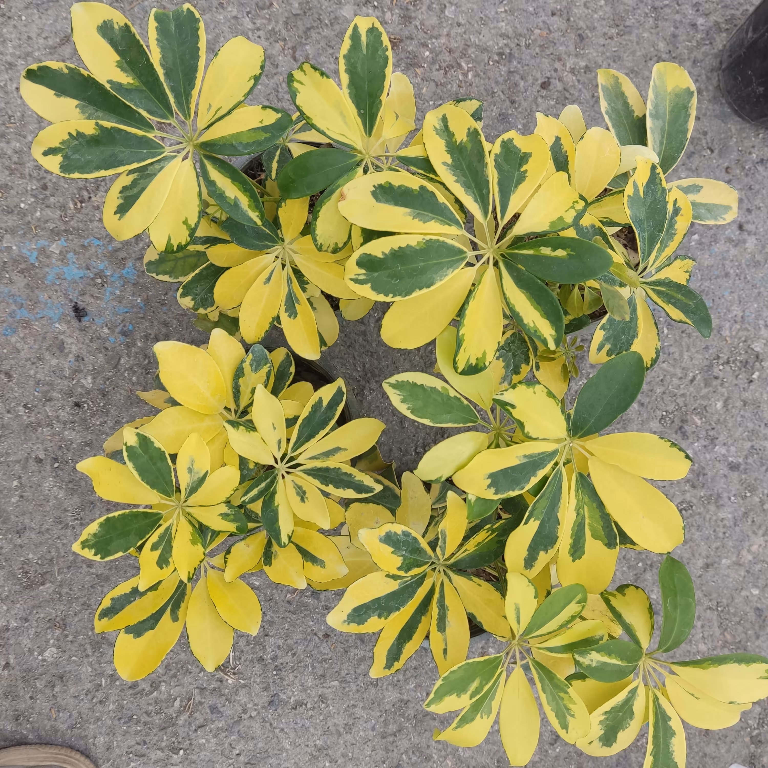 شفلرا طلایی سطل 3  بسیار زیبا و باکیفیت