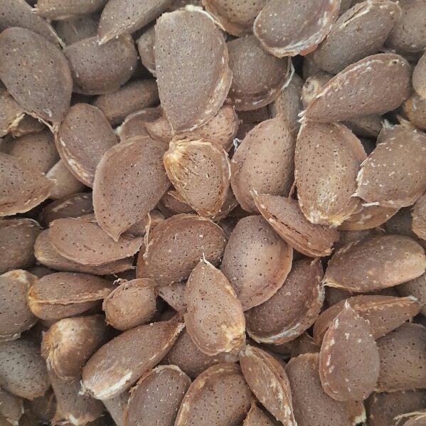 بادام تازه نیمه کاغذی امسالی