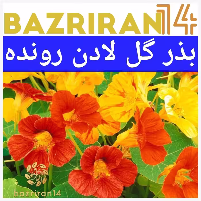 بذر گل لادن رونده 
