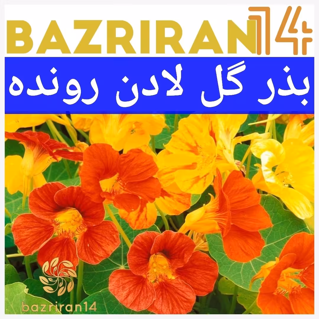بذر گل لادن رونده 