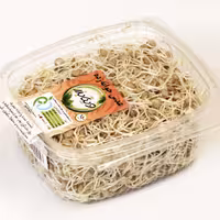 جوانه عدس ویتابذر