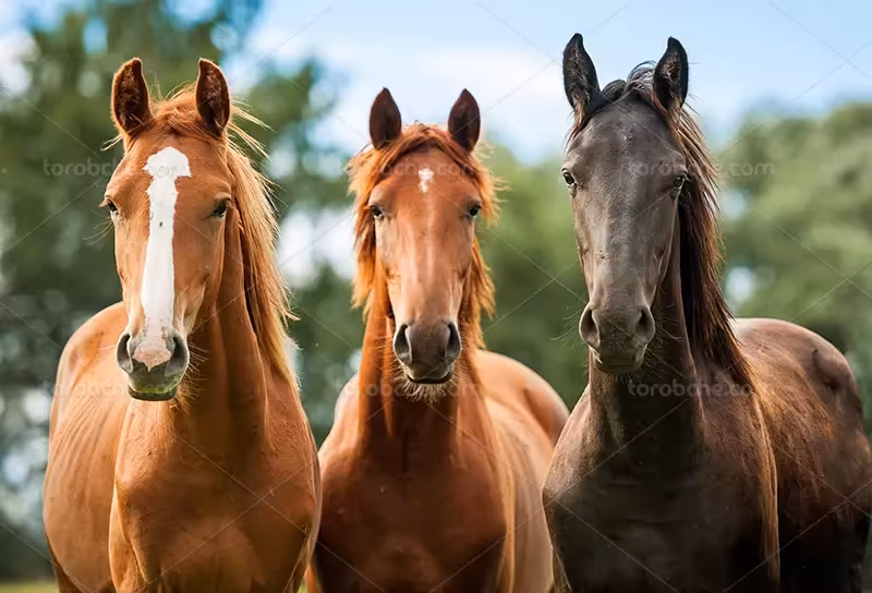 عکس اسب زیبا قهوه ای | گرافیک با طعم تربچه