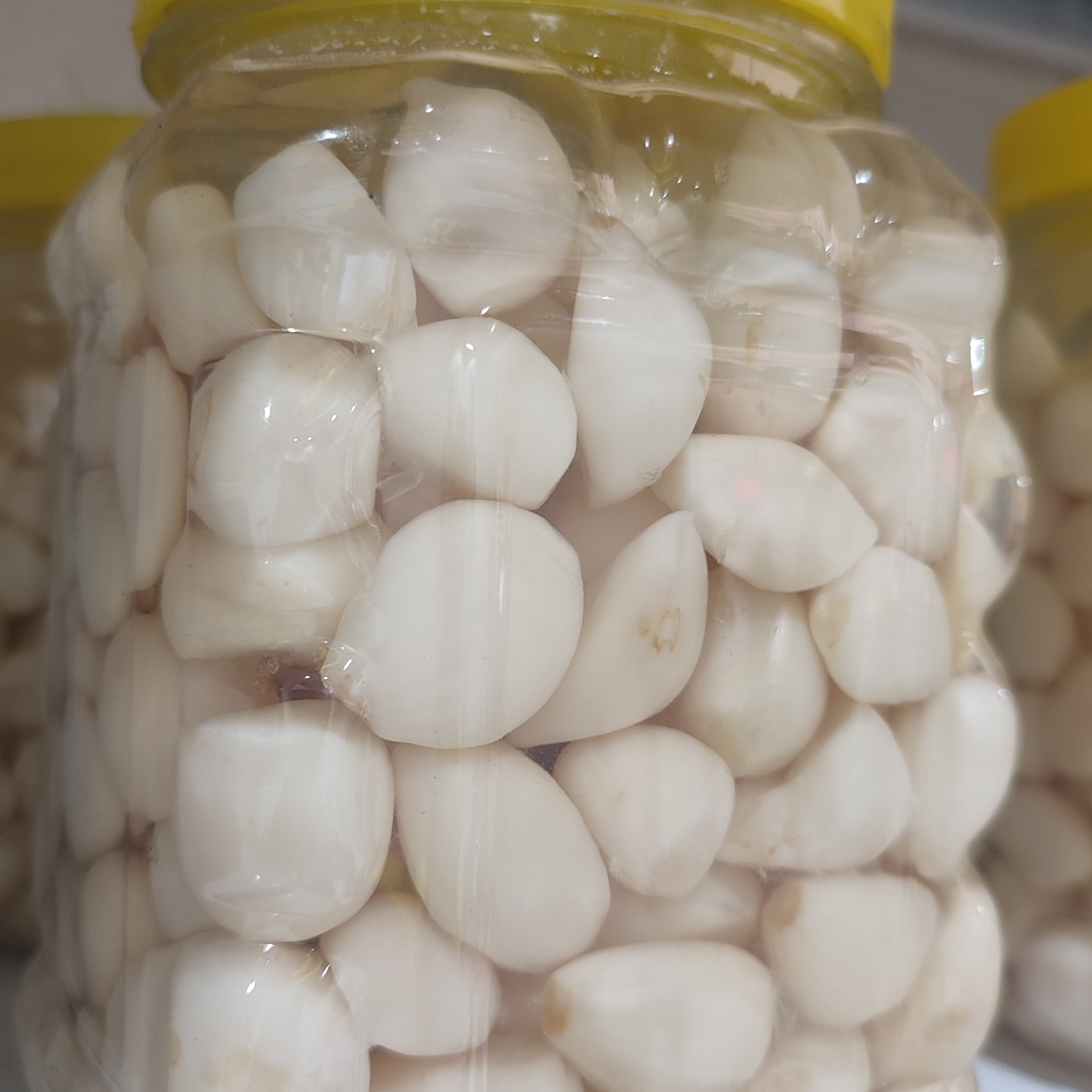 سیر صدفی