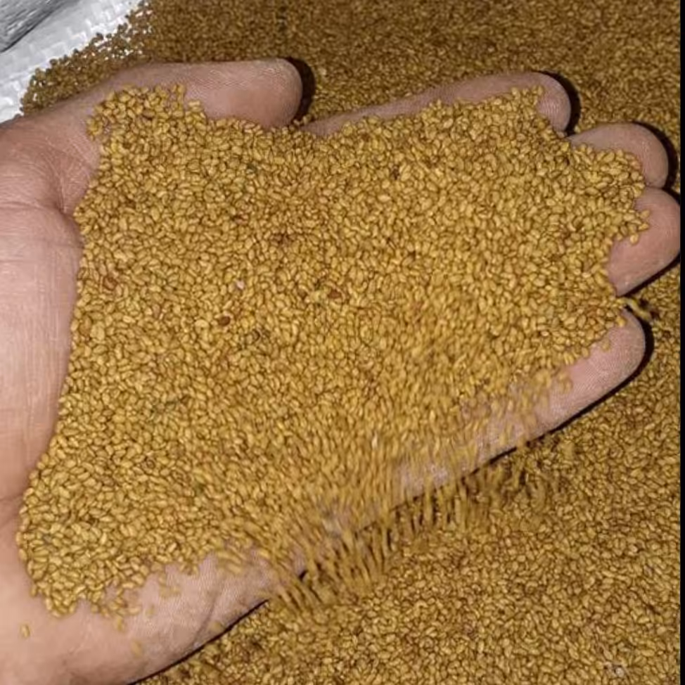 بذر یونجه برای جوانه