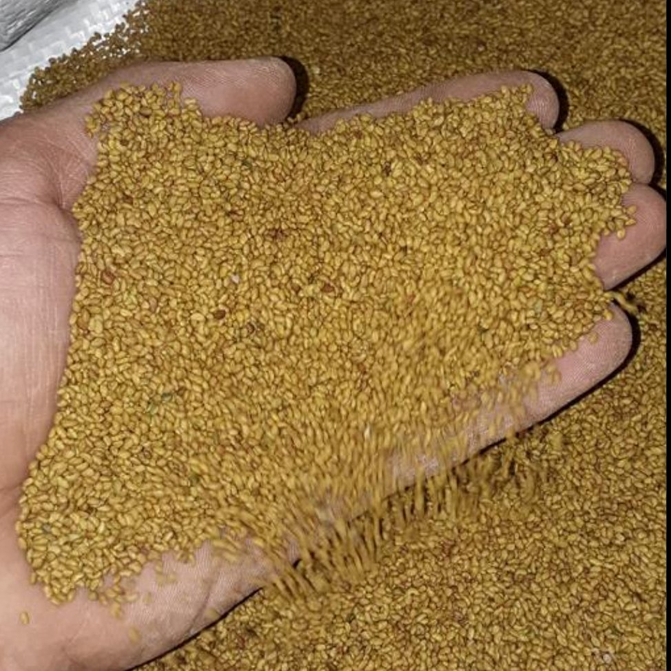 بذر یونجه برای جوانه