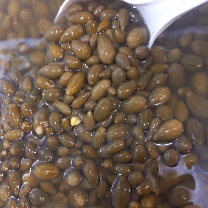 ترشی گلک یا هندونه ابوجهل یا لگجی