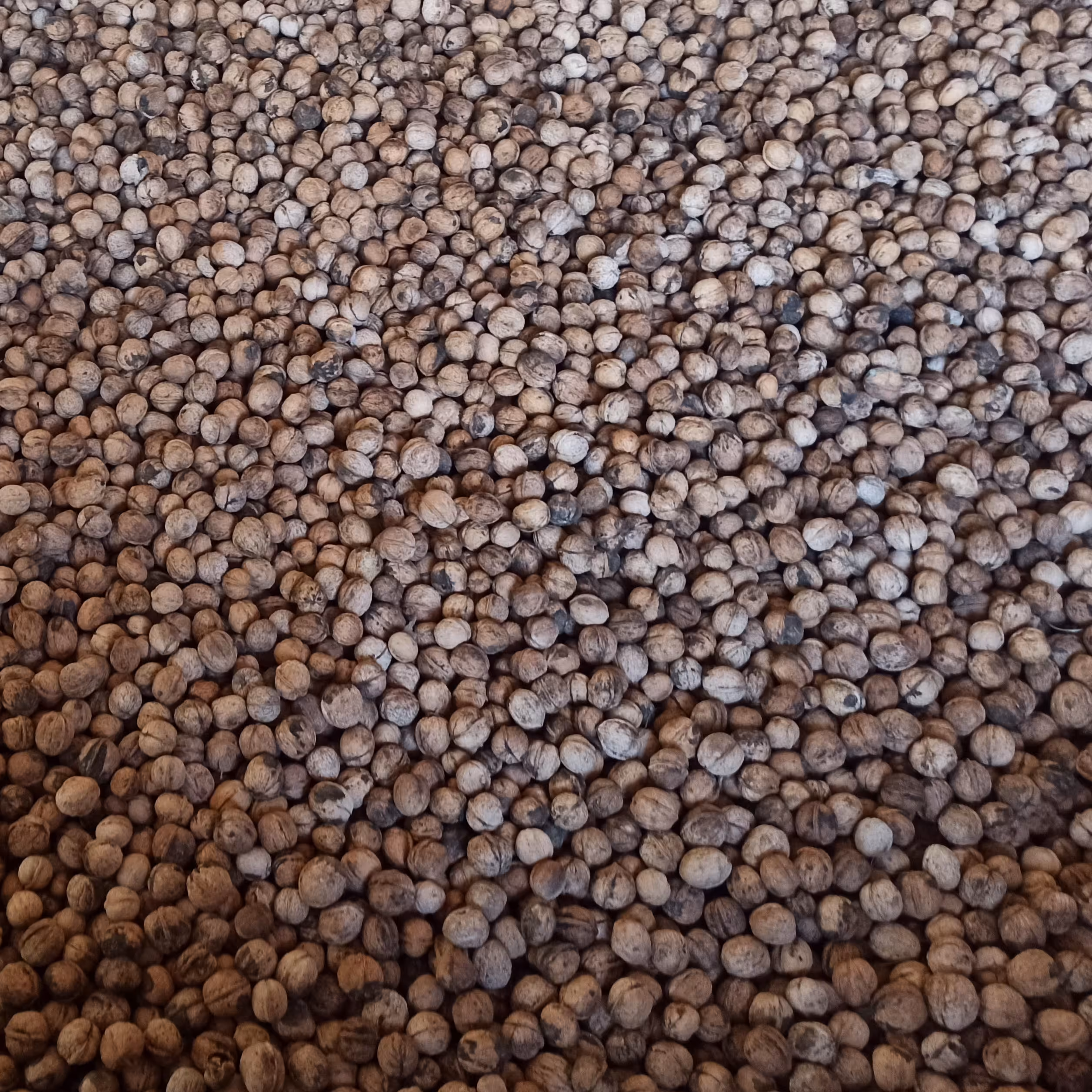 گردو 1402 ایرانی پوست نازک درجه 1 ارگانیک مستقیم از کشاورز (5کیلوگرم)