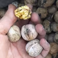 گردو کاملا  ارگانیک کردستان  خوش طعم(3کیلو) (محصول 1402)