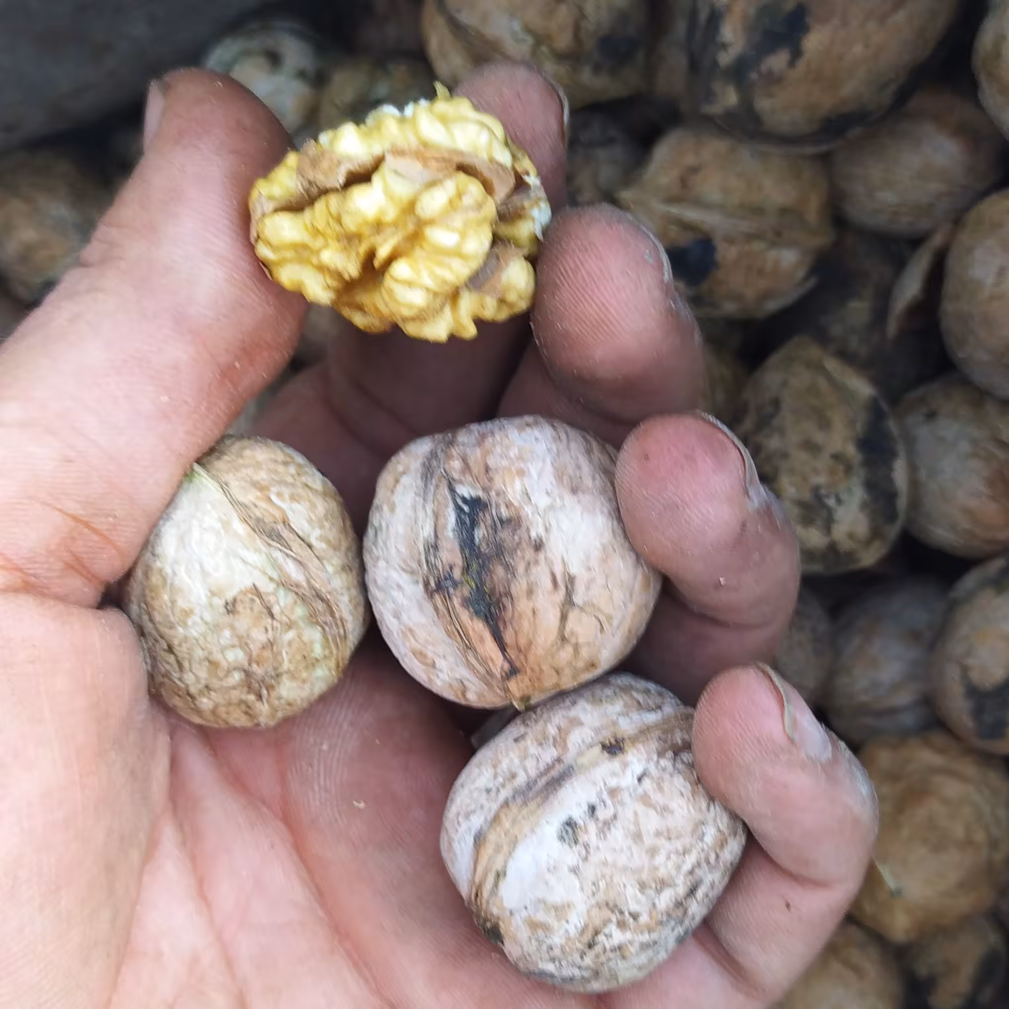 گردو کاملا  ارگانیک کردستان  خوش طعم(3کیلو) (محصول 1402)