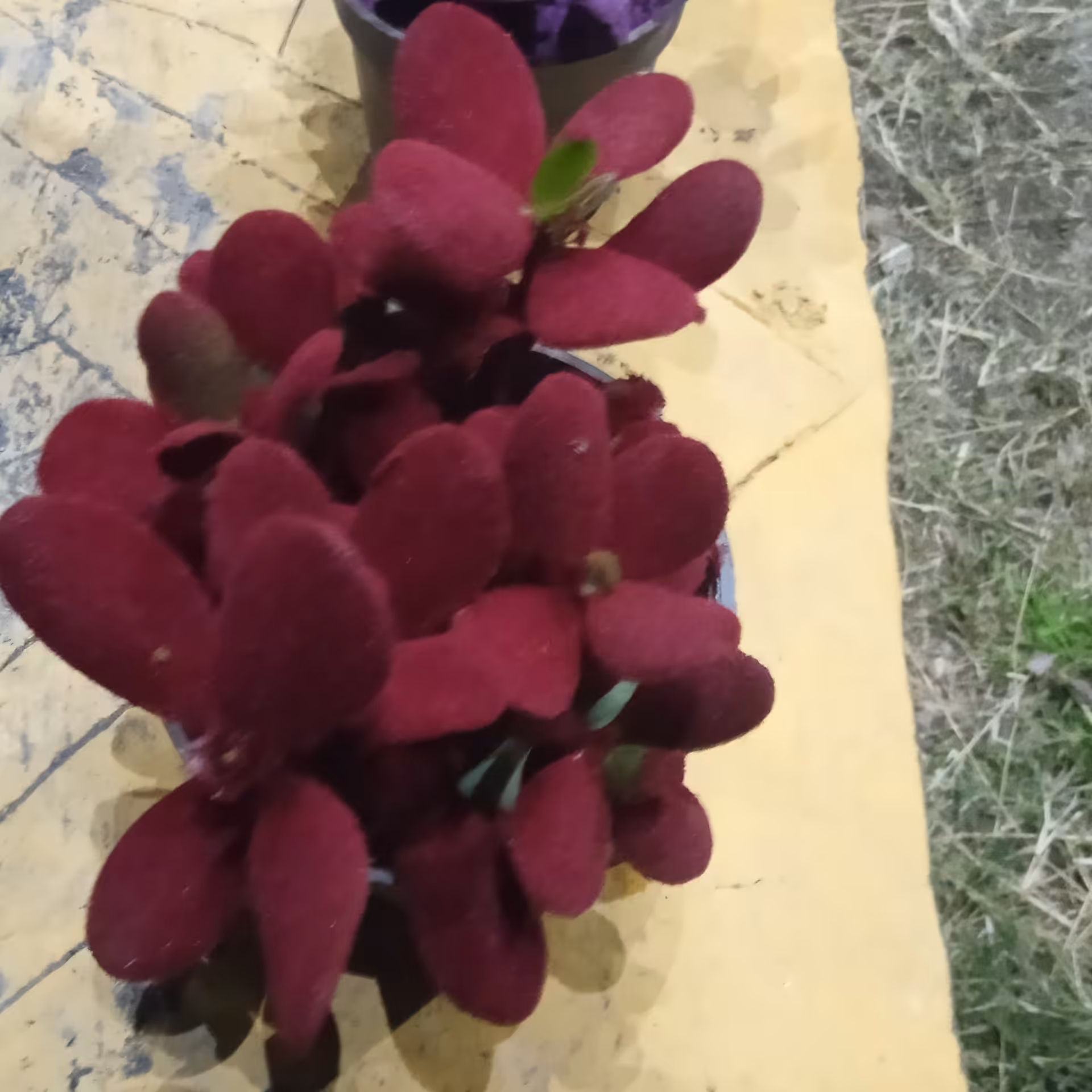 گل مخملی ارسال رایگان 