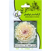 کلم زینتی پا کوتاه سفید ارکا بذر ایرانیان