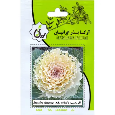 کلم زینتی پا کوتاه سفید ارکا بذر ایرانیان