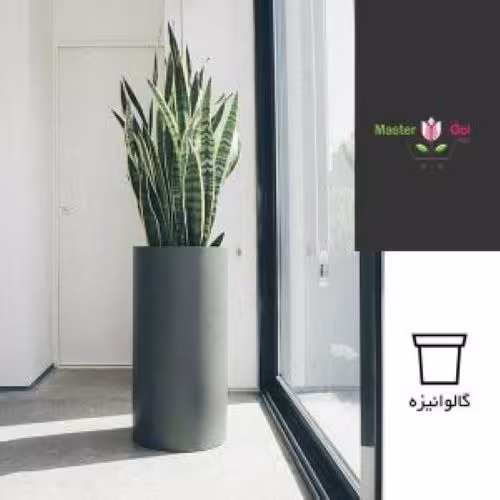 گیاه لوکس سانسوریا شمشیری ابلق در گلدان دکوراتیو جنس گالوانیزه VIP