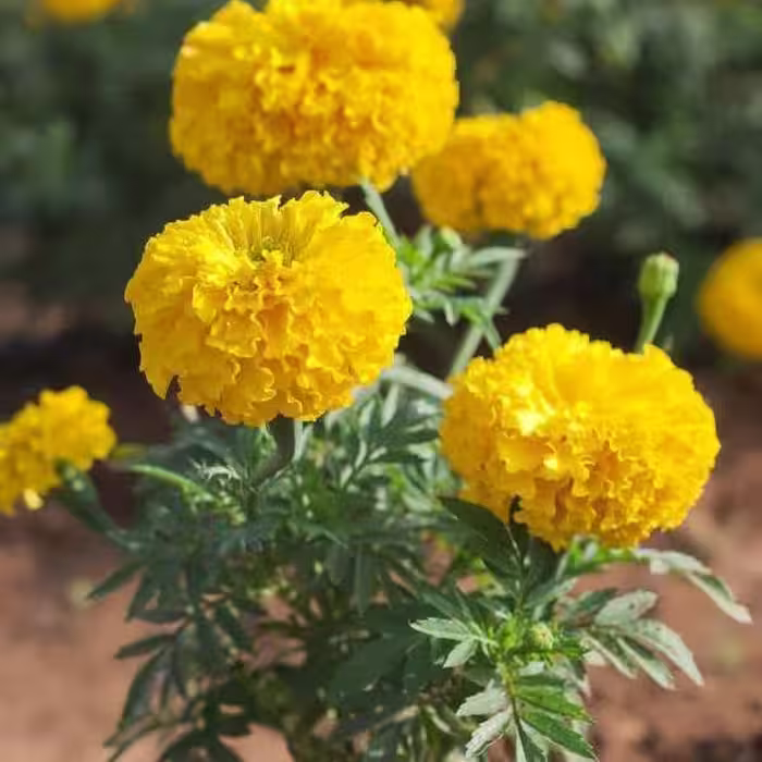 بذر جعفری گلدرشت (25 بذر)