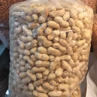 بادام زمینی تازه  آستانه اشرفیه 