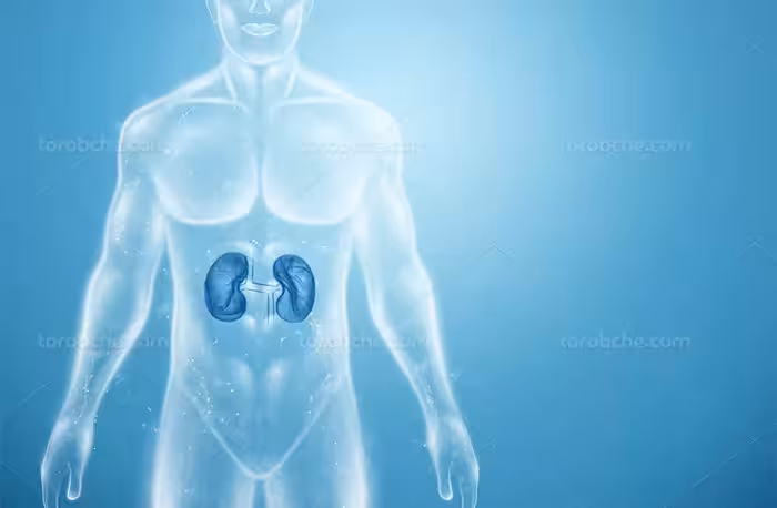 عکس کلیه انسان | گرافیک با طعم تربچه