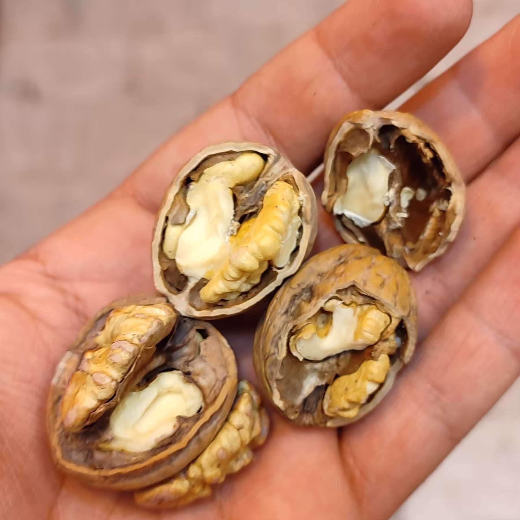 گردو خوانساری