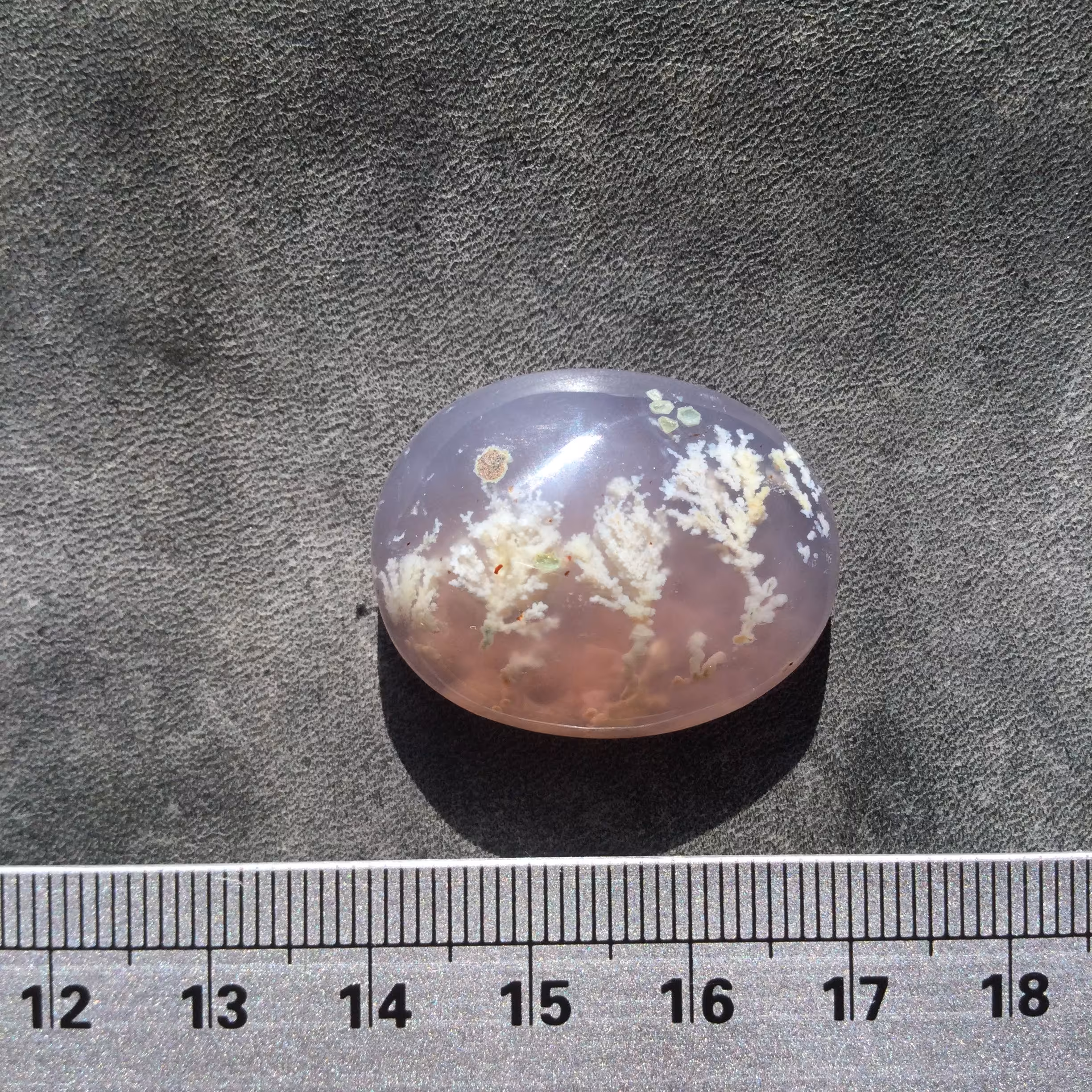 شجر ناب فردوس منظره ردیف 3 درخت