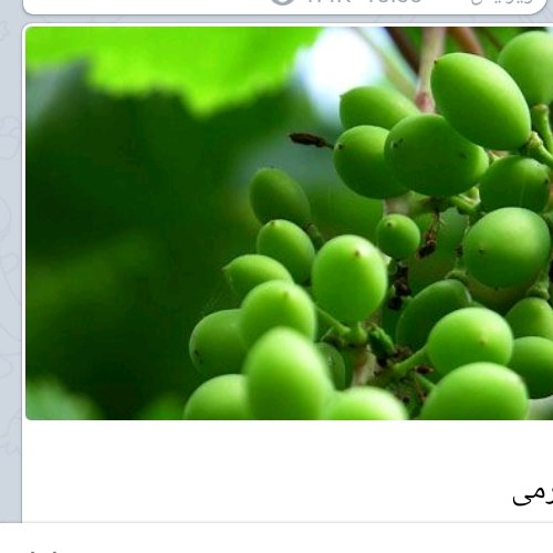 رب غوره محصولات طبیعی زیتون 450 گرمی