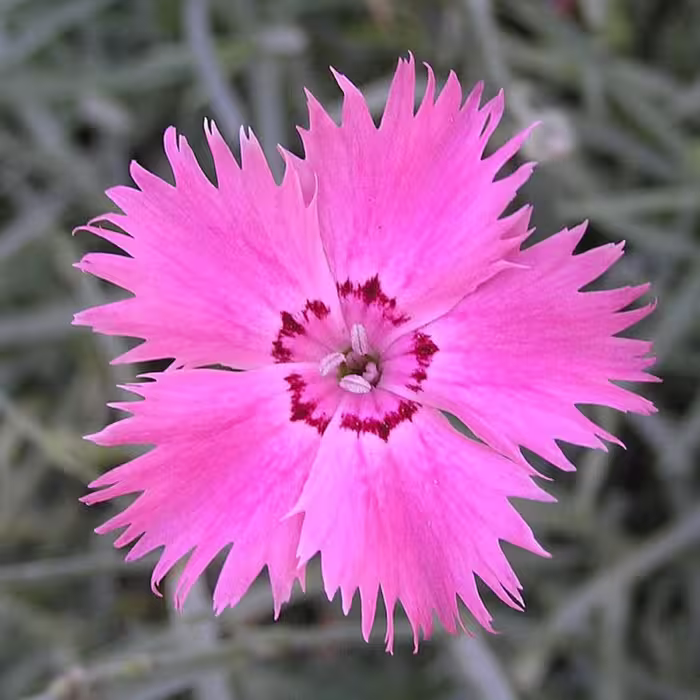 بذر میخک باغی 1 گرمی 