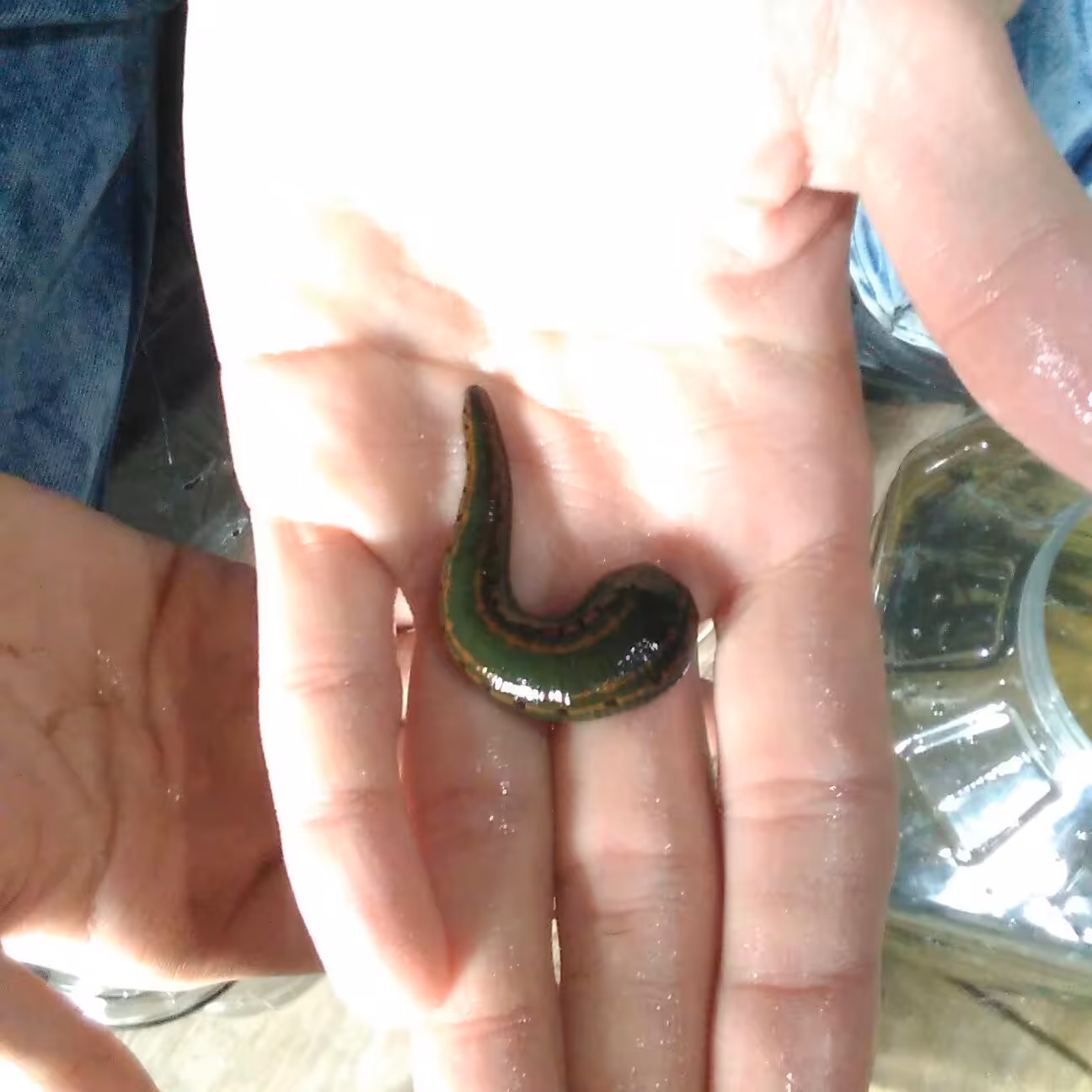 زالوی طبی 7 الی 10 سانتی نژاد اورینتالیس