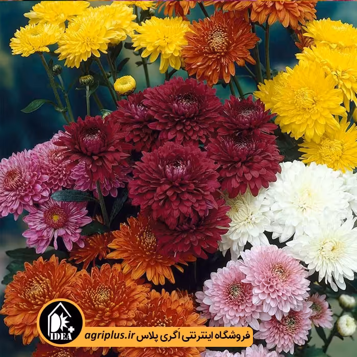 بذر گل داوودی