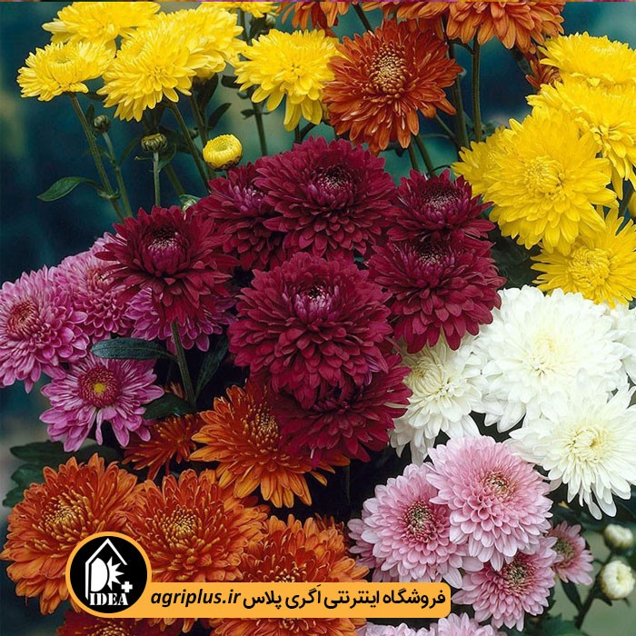 بذر گل داوودی