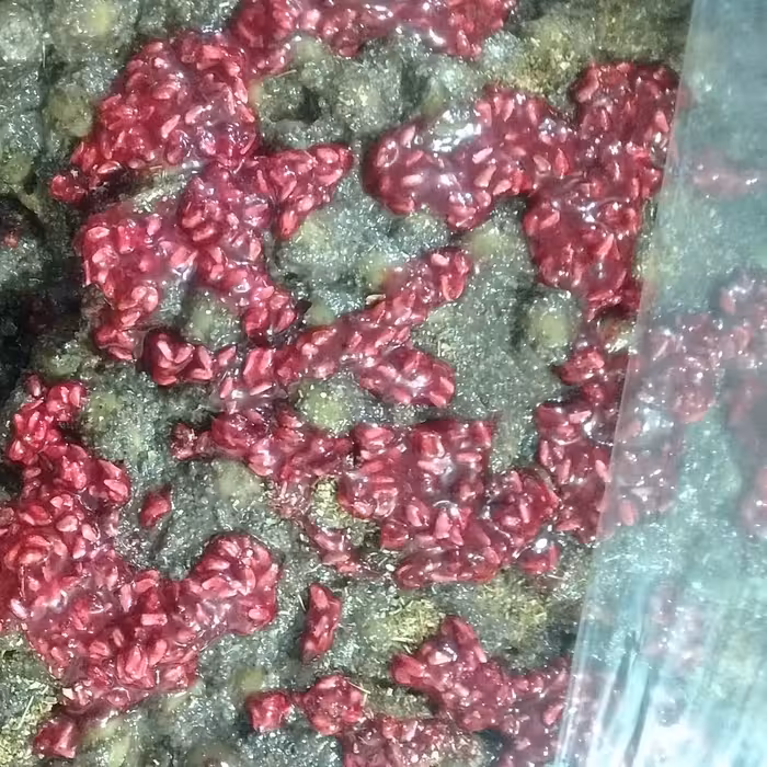 زیتون پرورده محلی گردویی .