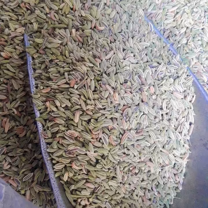 رازیانه ممتاز