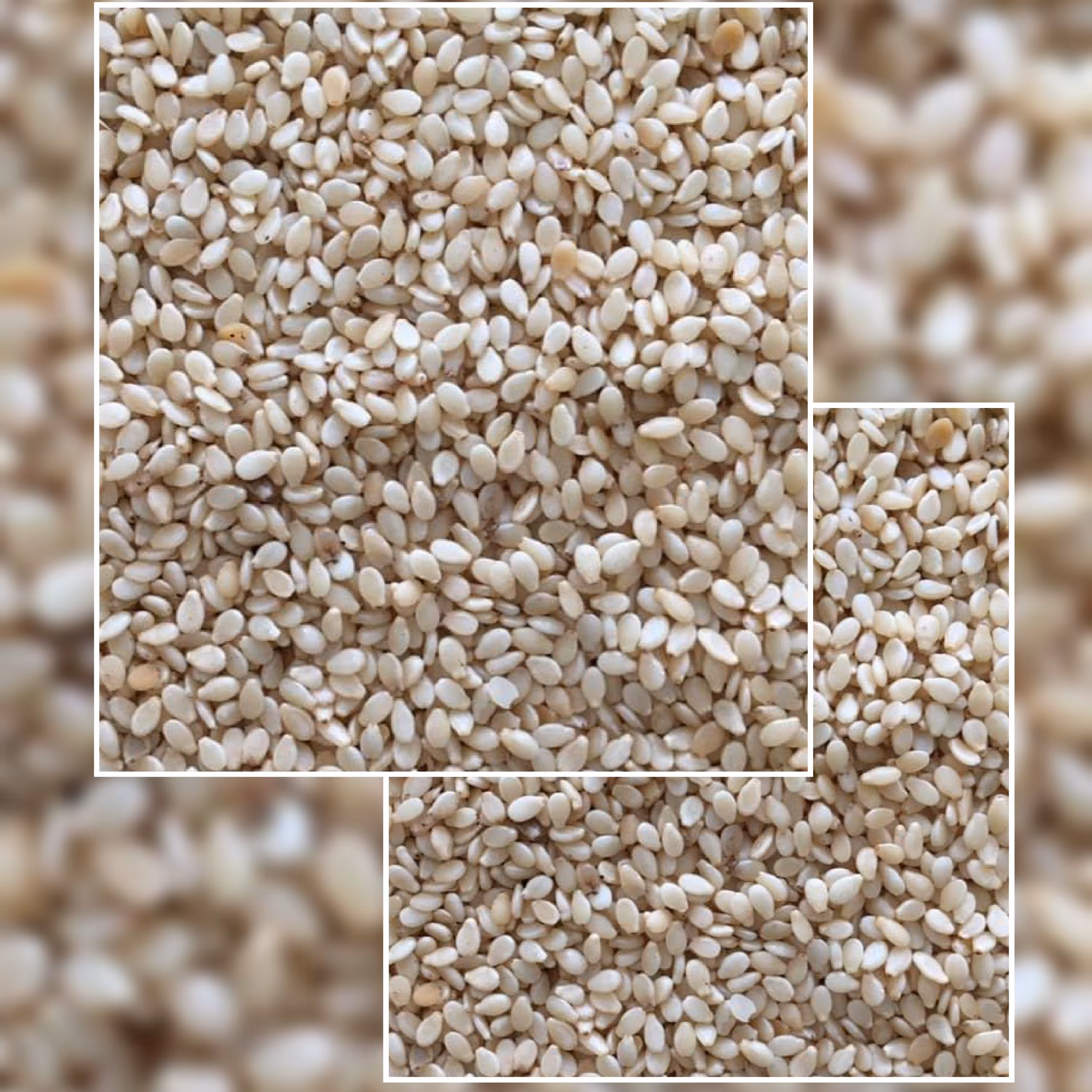 کنجد پوست کنده  ممتاز بسته 500 گرمی 125