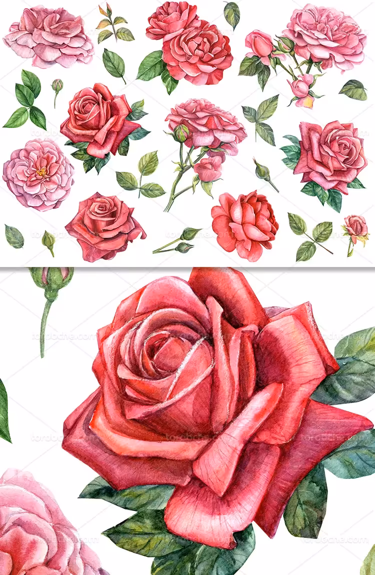 عکس گل طرح آبرنگ با کیفیت | گرافیک با طعم تربچه