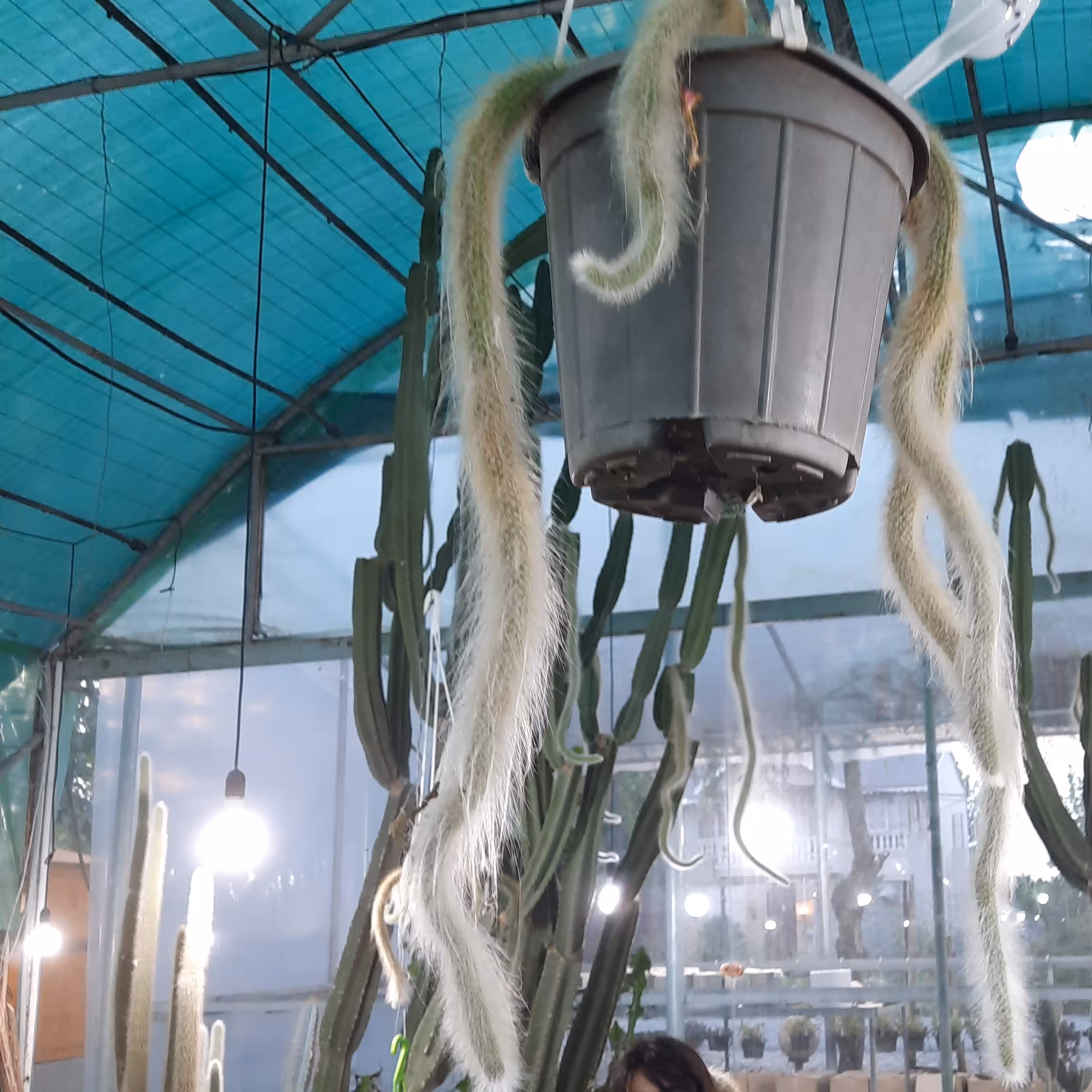 دم روباهی.....ارسال رایگان 