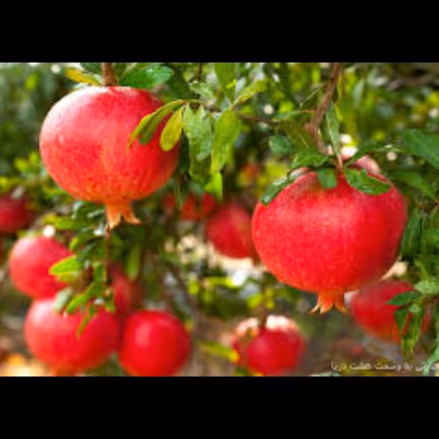 نهال انار مصری. ارسال پسکرایه