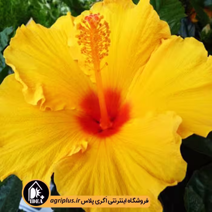 بذر گل ختمی هلندی بسته بندی خانگی