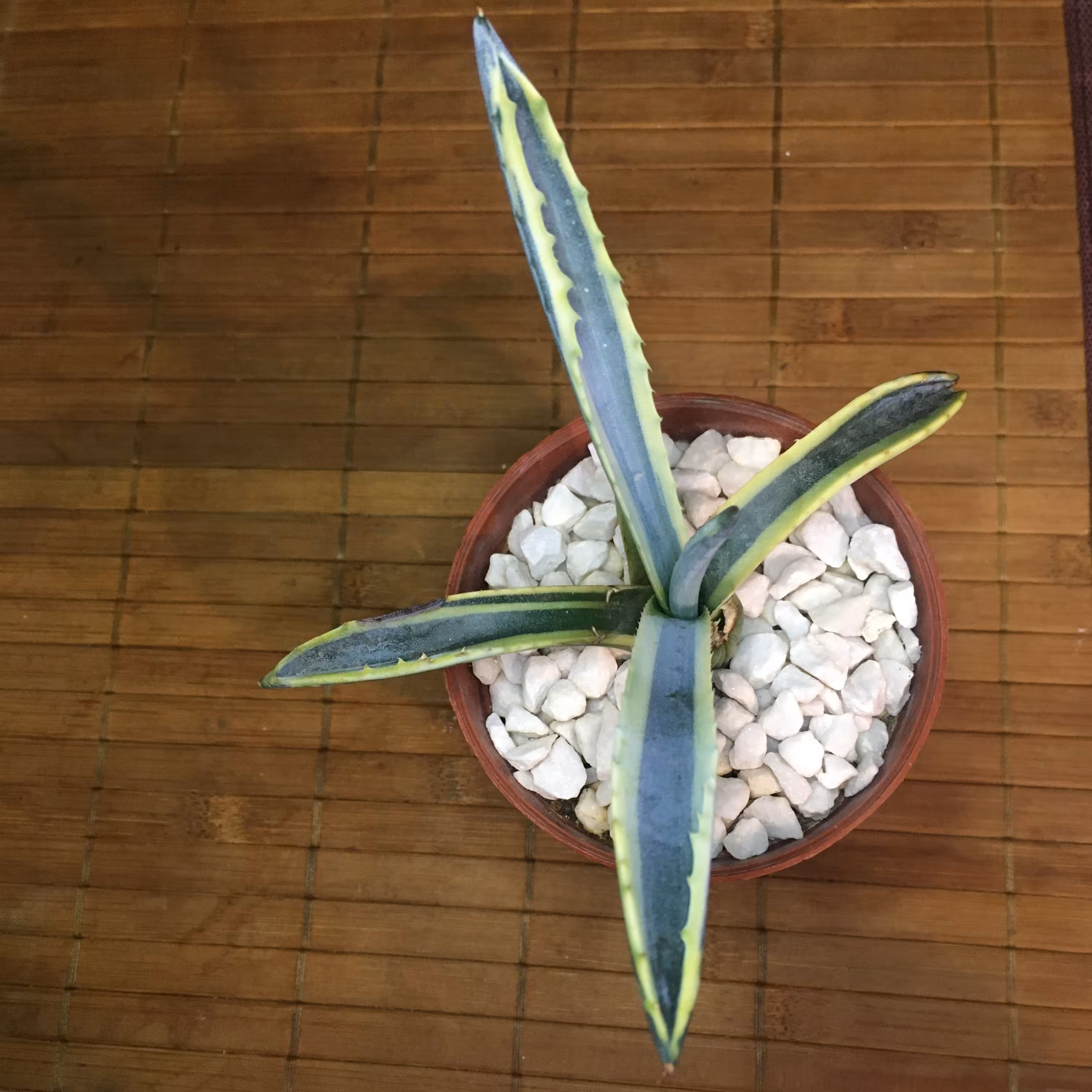 گل آگاو آمریکانا ابلغ بسیار مقاوم - آفتاب مستقیم