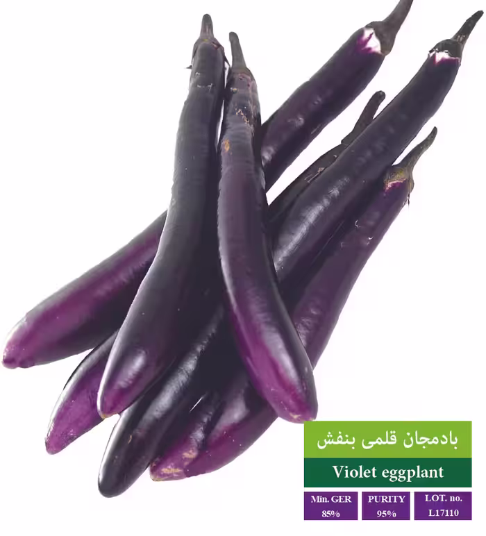 بذر بادمجان قلمی بنفش - بذر طلایی رویان