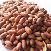 بادام زمینی آستانه اشرفیه (5 کیلویی ) درشت  محصول 1403