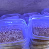 شکلات کنجد تخته ای (500)گرمی و در وزن های مختلف موجود است