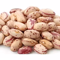 لوبیا چیتی دیم 