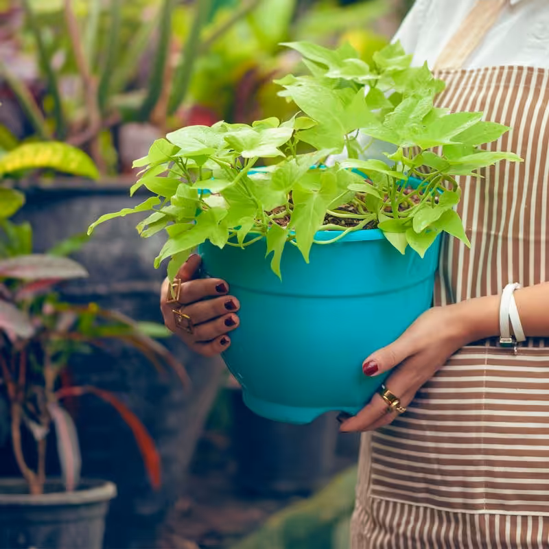 گلدان پلاستیکی مدل ارکید کد 2