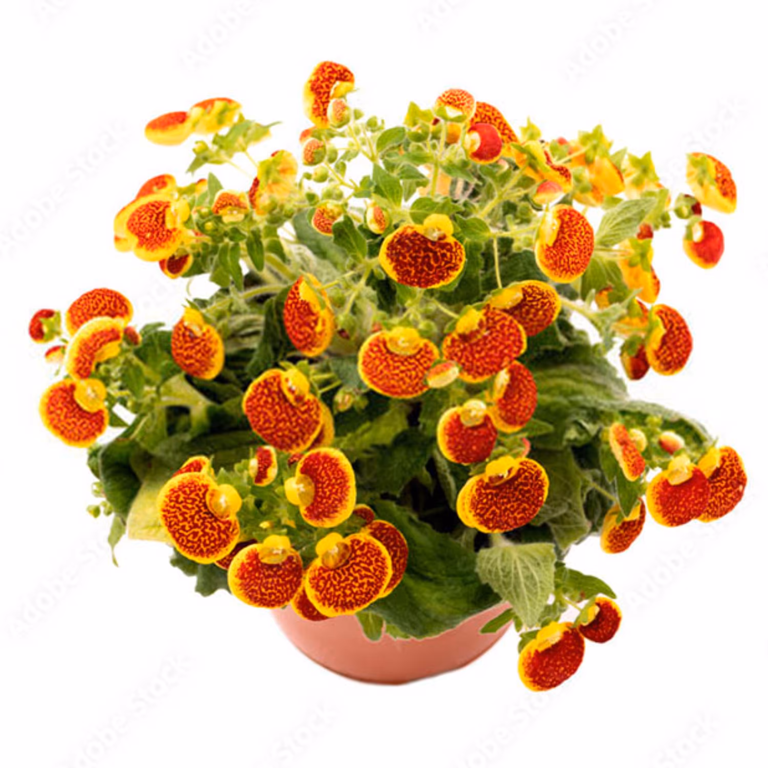 بذر گل گوشواره ای میکس هیبرید هلندی بسته 5 عددی