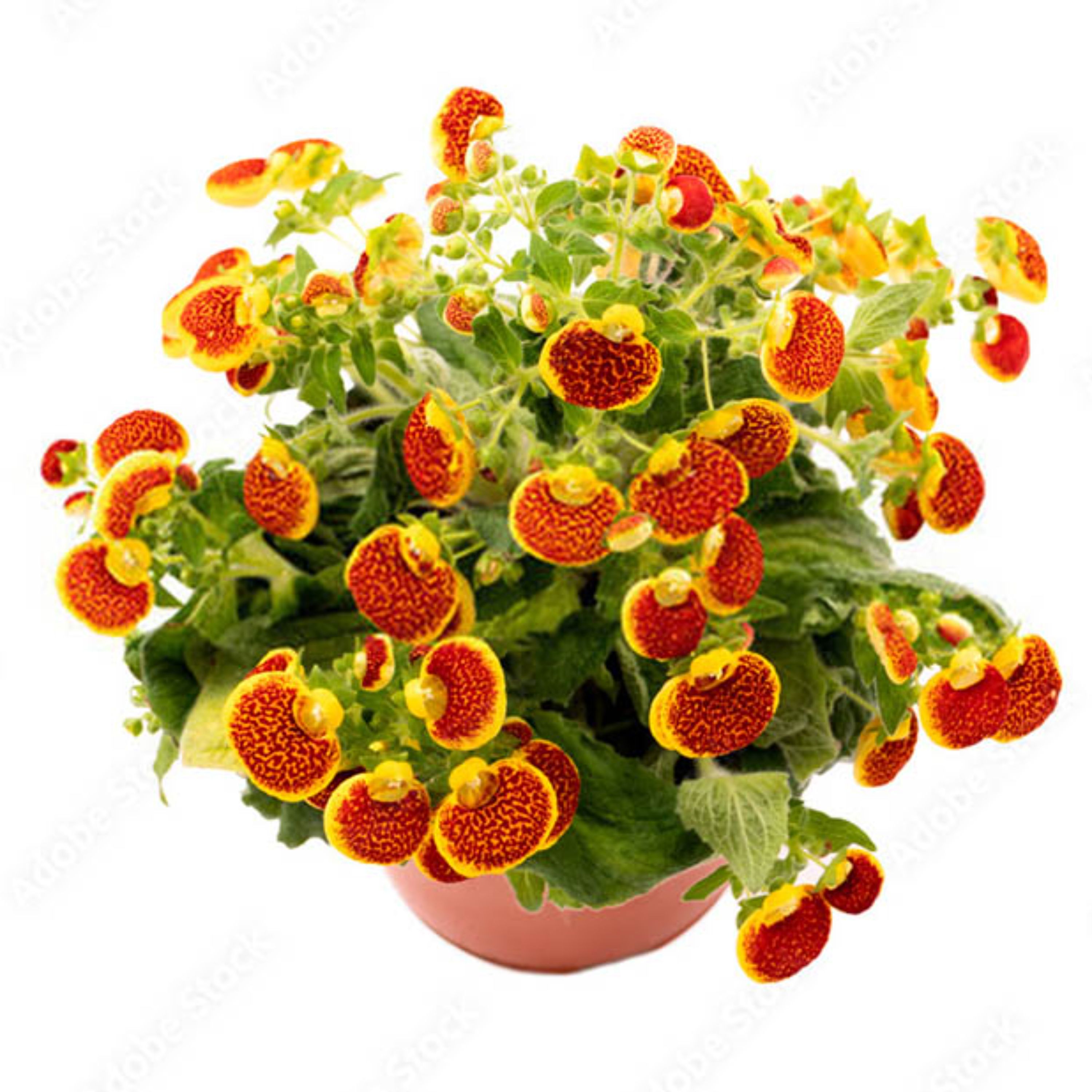 بذر گل گوشواره ای میکس هیبرید هلندی بسته 5 عددی