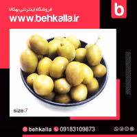 زیتون سایز  7