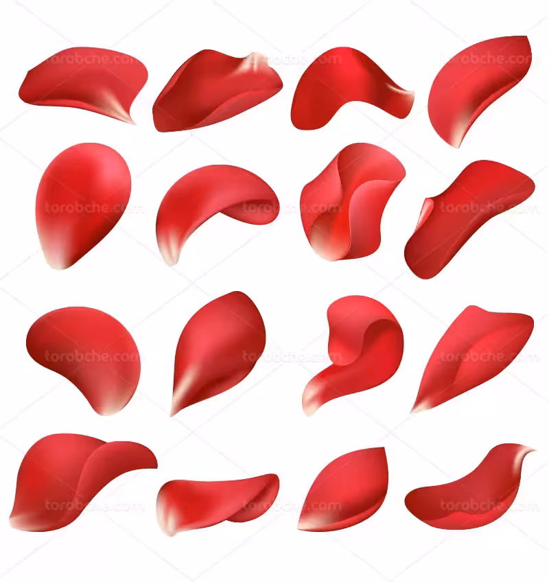 وکتور گلبرگ گل قرمز | گرافیک با طعم تربچه