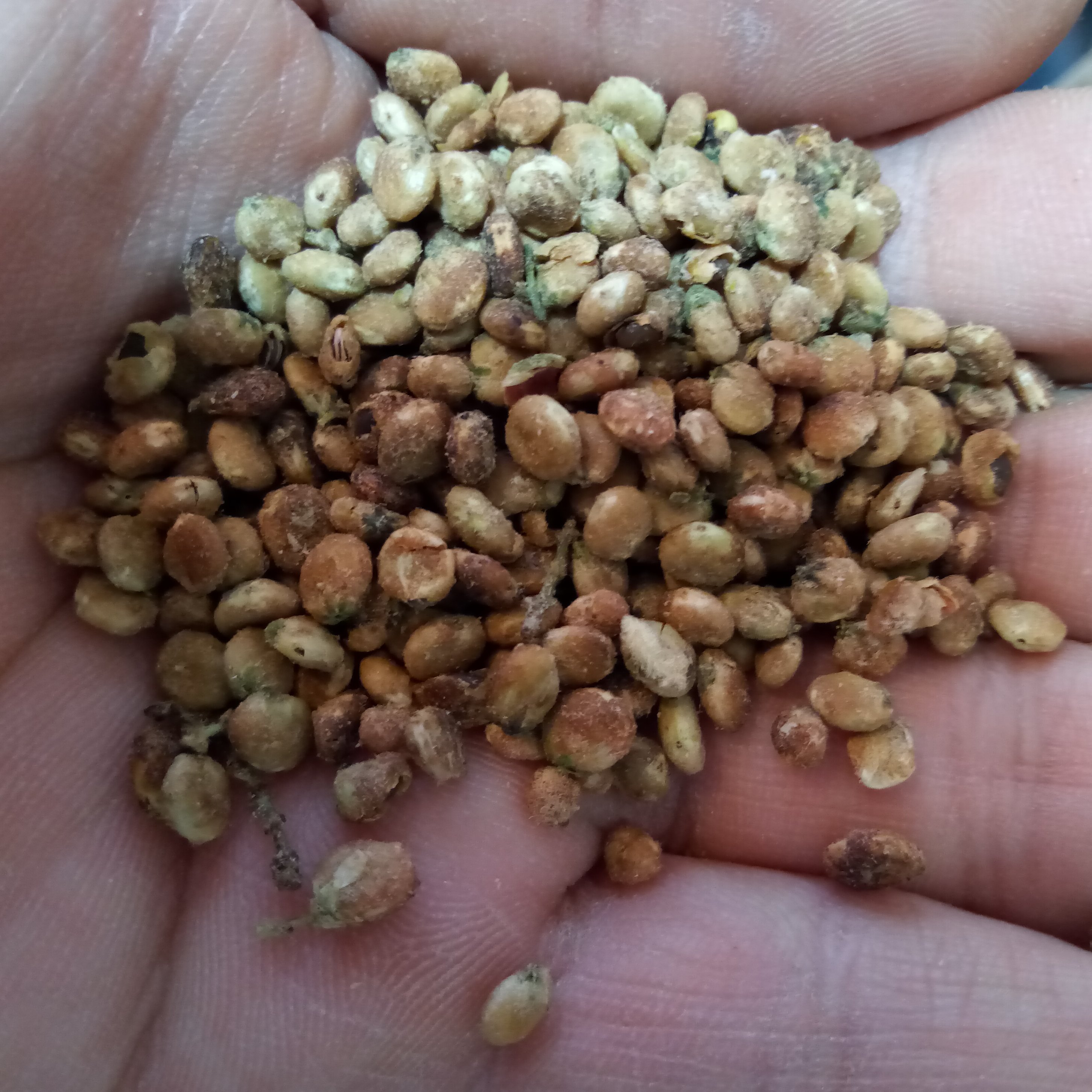 سماق قهوه ای(150گرمی)