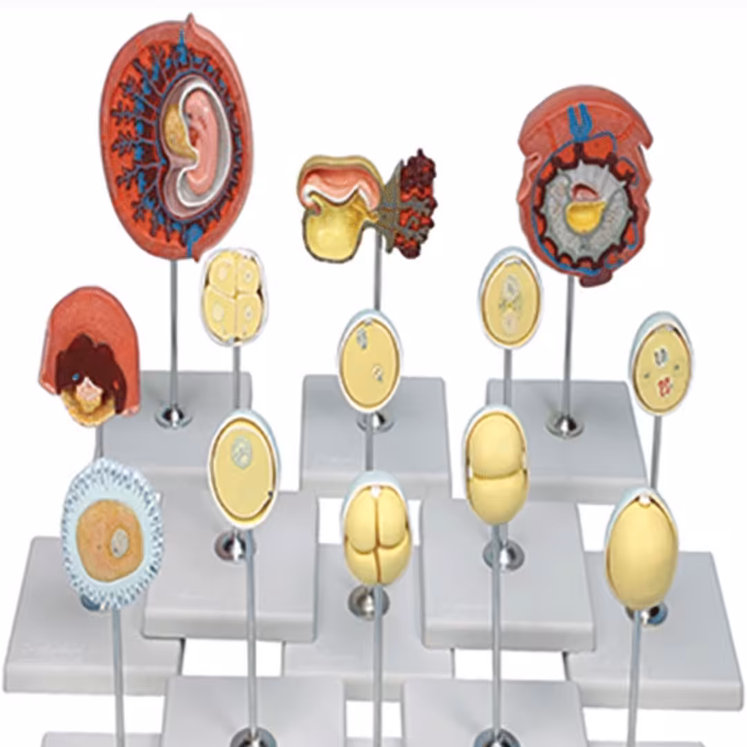 مدل (مولاژ) مراحل لقاح ورشدونموجنین

