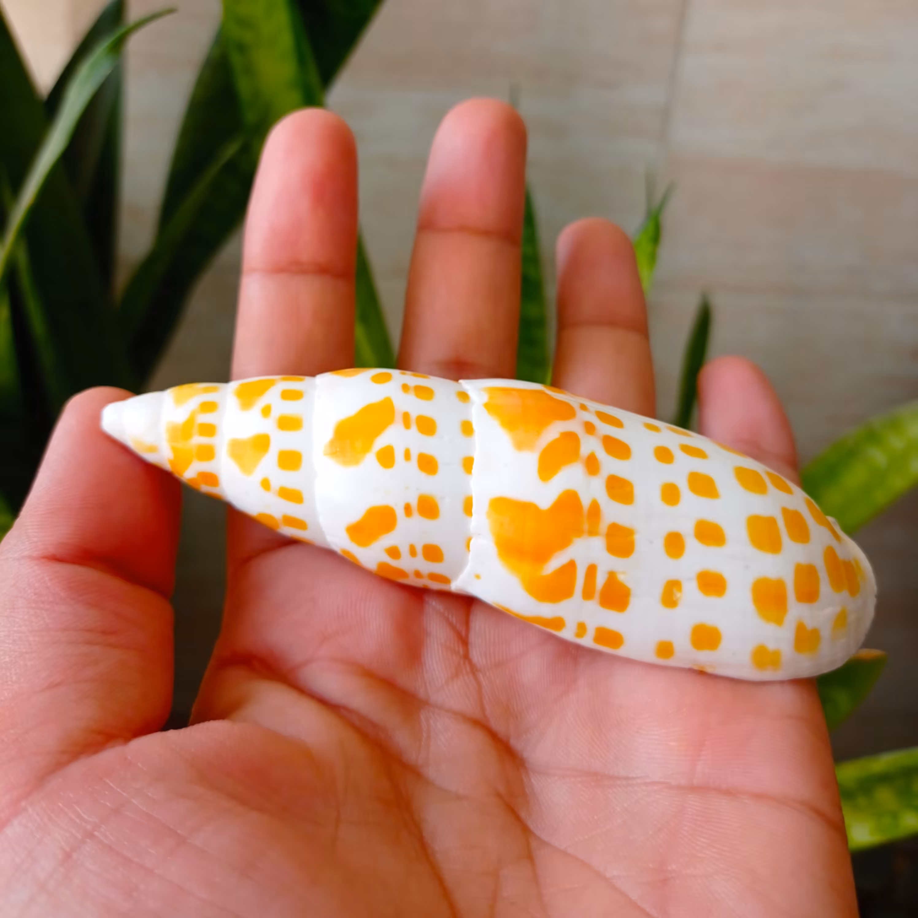 صدف دریایی میترا رنگ زرد و کمیاب بسیار خاص