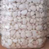 ترشی سیر 1 کیلویی