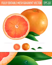 وکتور پرتقال خونی برش خورده | گرافیک با طعم تربچه